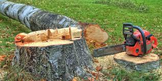 Best Tree Health Inspection  in Half Moon, NC