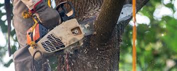 Best Fruit Tree Pruning  in Half Moon, NC