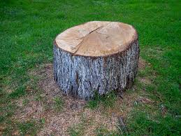 Best Emergency Tree Removal  in Half Moon, NC