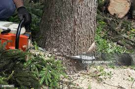 How Our Tree Care Process Works  in  Half Moon, NC