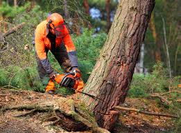 Best Lawn Drainage Solutions  in Half Moon, NC