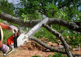 Professional Tree Removal in Half Moon, NC