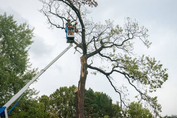  Half Moon, NC Tree Removal Pros