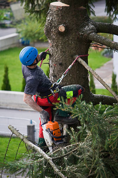 Best Tree Removal  in Half Moon, NC