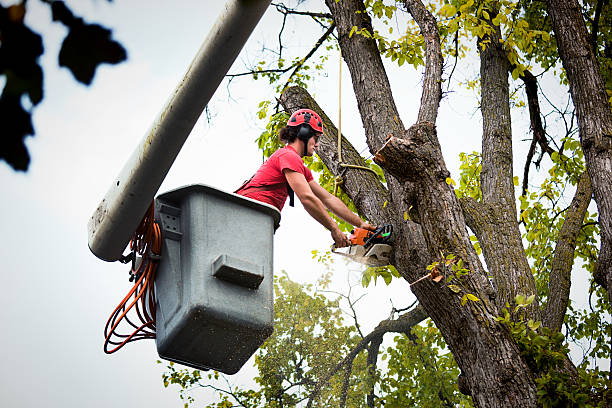 Best Hazardous Tree Removal  in Half Moon, NC